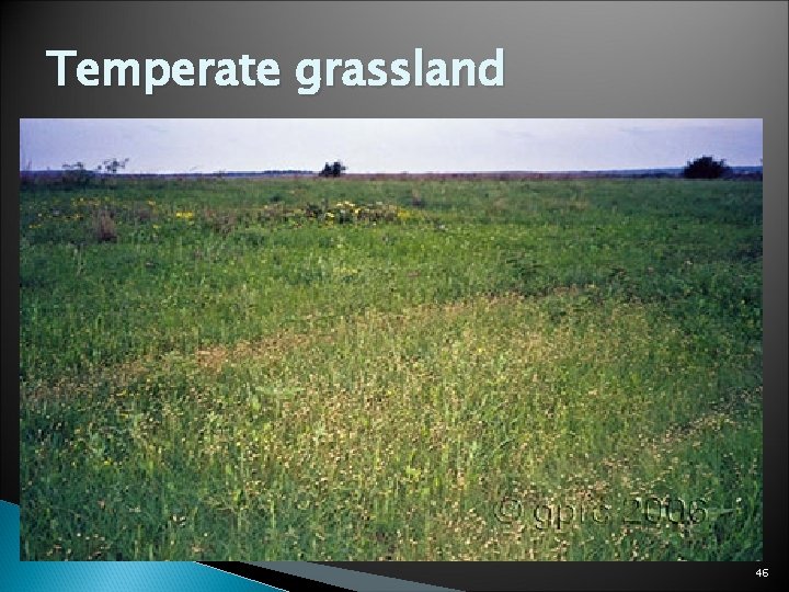 Temperate grassland 46 