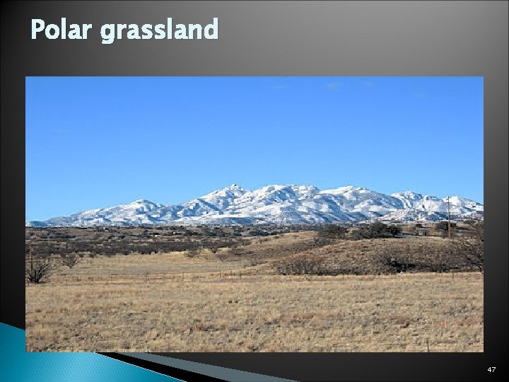 Polar grassland 47 