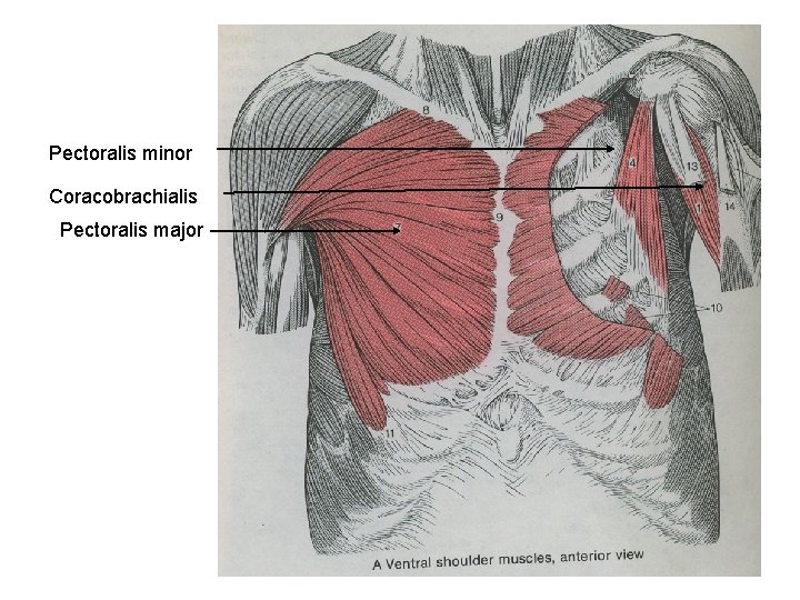 Pectoralis minor Coracobrachialis Pectoralis major 