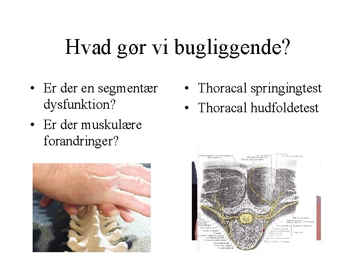 Hvad gør vi bugliggende? • Er der en segmentær dysfunktion? • Er der muskulære