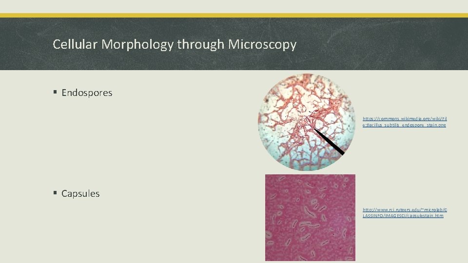 Cellular Morphology through Microscopy § Endospores https: //commons. wikimedia. org/wiki/Fil e: Bacillus_subtilis_endospore_stain. png §