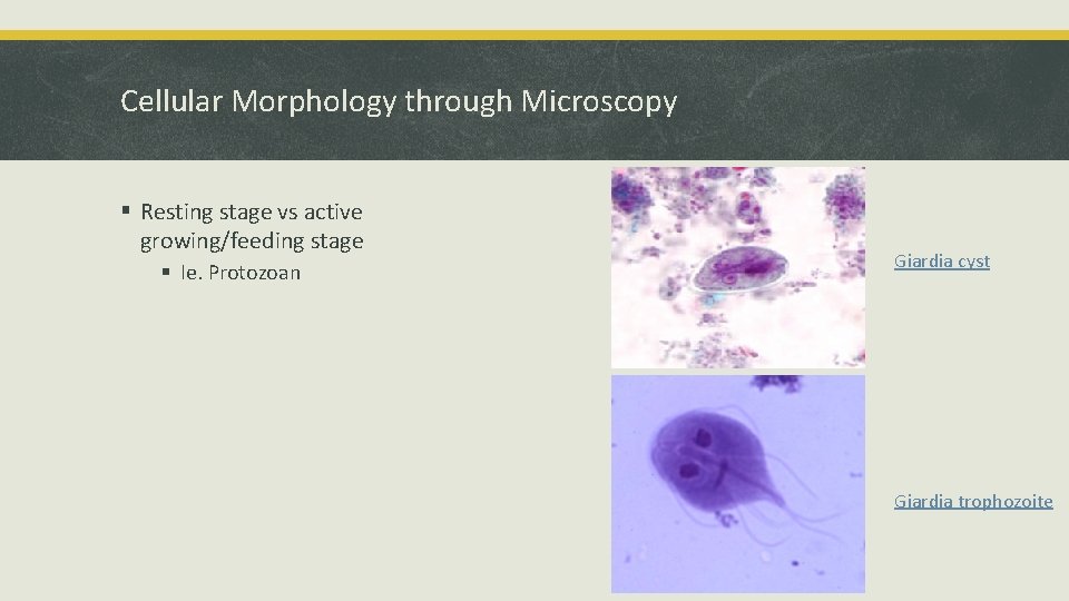 Cellular Morphology through Microscopy § Resting stage vs active growing/feeding stage § Ie. Protozoan