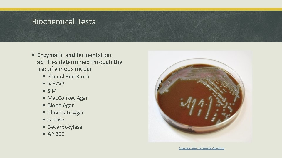 Biochemical Tests § Enzymatic and fermentation abilities determined through the use of various media