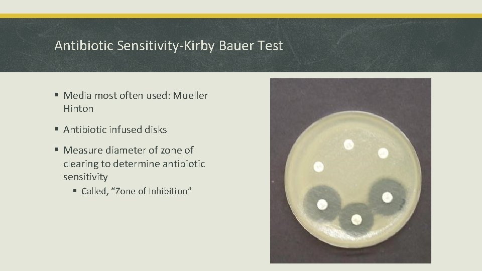 Antibiotic Sensitivity-Kirby Bauer Test § Media most often used: Mueller Hinton § Antibiotic infused