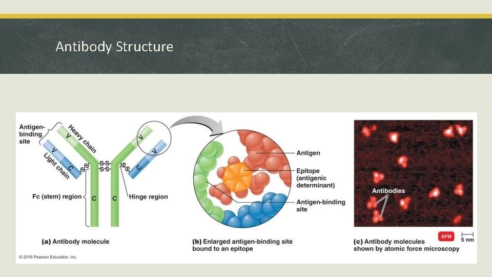 Antibody Structure 