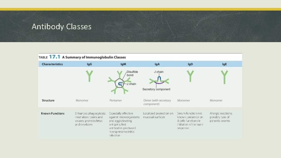 Antibody Classes 