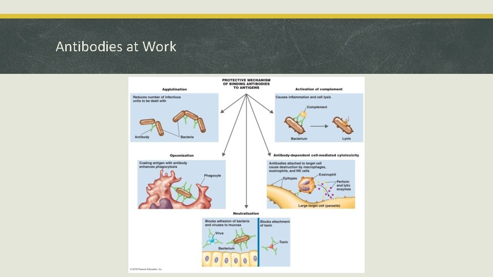 Antibodies at Work 