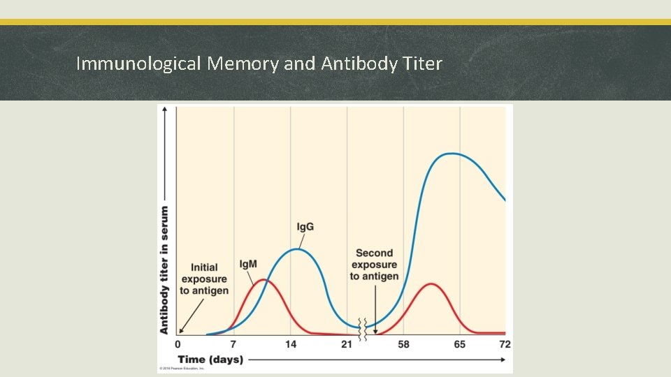 Immunological Memory and Antibody Titer 