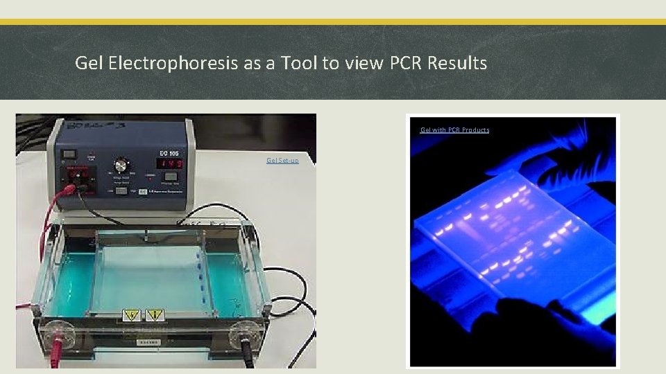 Gel Electrophoresis as a Tool to view PCR Results Gel with PCR Products Gel