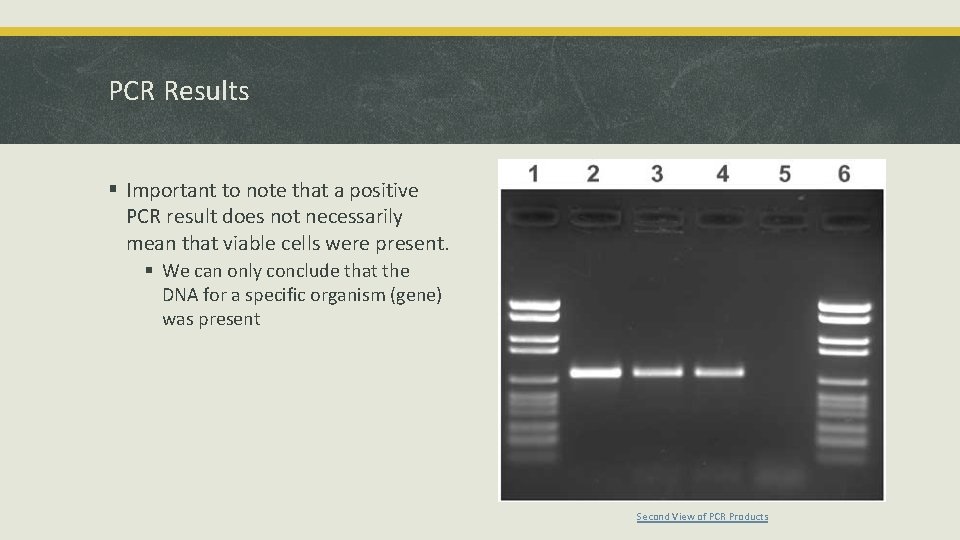 PCR Results § Important to note that a positive PCR result does not necessarily