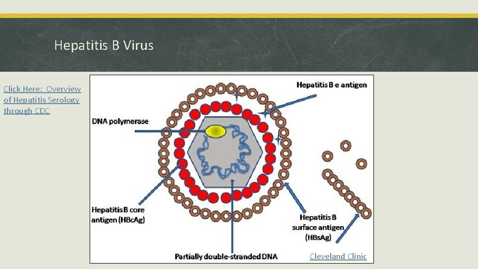 Hepatitis B Virus Click Here: Overview of Hepatitis Serology through CDC Cleveland Clinic 