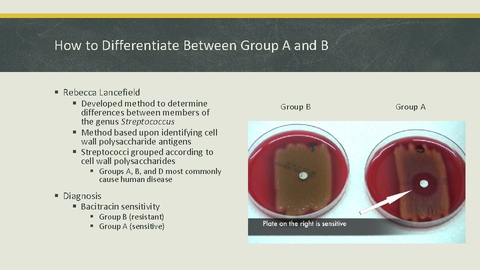 How to Differentiate Between Group A and B § Rebecca Lancefield § Developed method