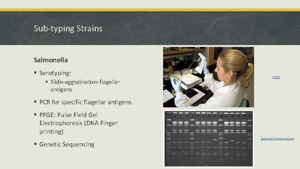 Sub-typing Strains Salmonella § Serotyping: § Slide-agglutination flagellar antigens PFGE § PCR for specific