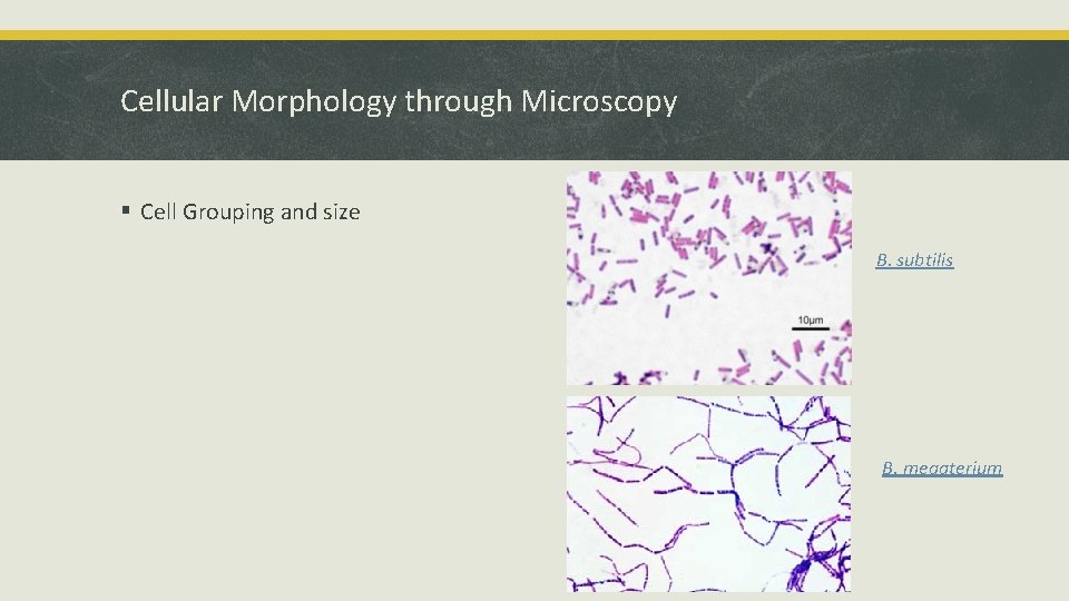 Cellular Morphology through Microscopy § Cell Grouping and size B. subtilis B. megaterium 