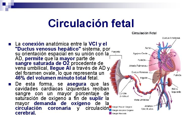 Circulación fetal n n La conexión anatómica entre la VCI y el "Ductus venosus