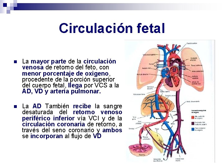Circulación fetal n La mayor parte de la circulación venosa de retorno del feto,