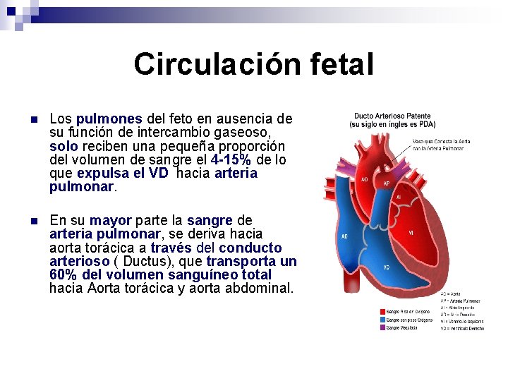 Circulación fetal n Los pulmones del feto en ausencia de su función de intercambio
