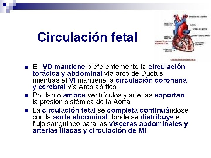 Circulación fetal n n n El VD mantiene preferentemente la circulación torácica y abdominal