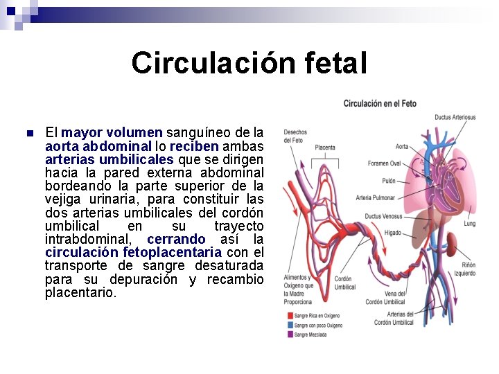 Circulación fetal n El mayor volumen sanguíneo de la aorta abdominal lo reciben ambas