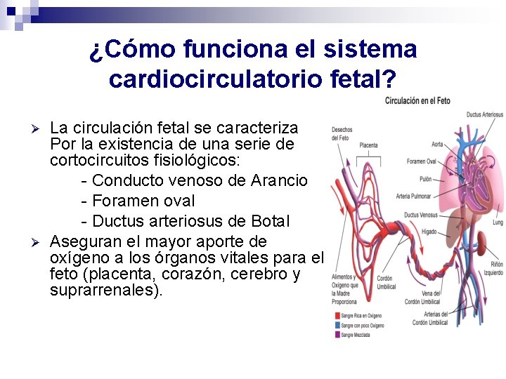¿Cómo funciona el sistema cardiocirculatorio fetal? Ø Ø La circulación fetal se caracteriza Por