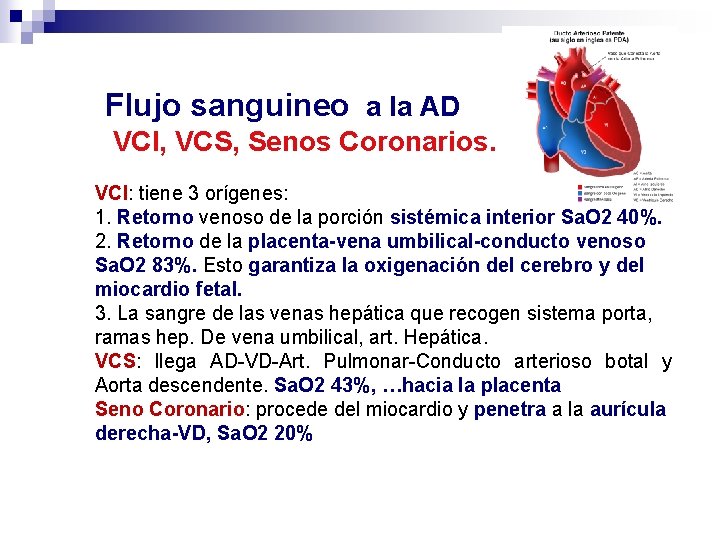 Flujo sanguineo a la AD VCI, VCS, Senos Coronarios. VCI: tiene 3 orígenes: 1.