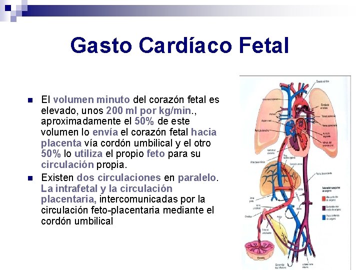 Gasto Cardíaco Fetal n n El volumen minuto del corazón fetal es elevado, unos