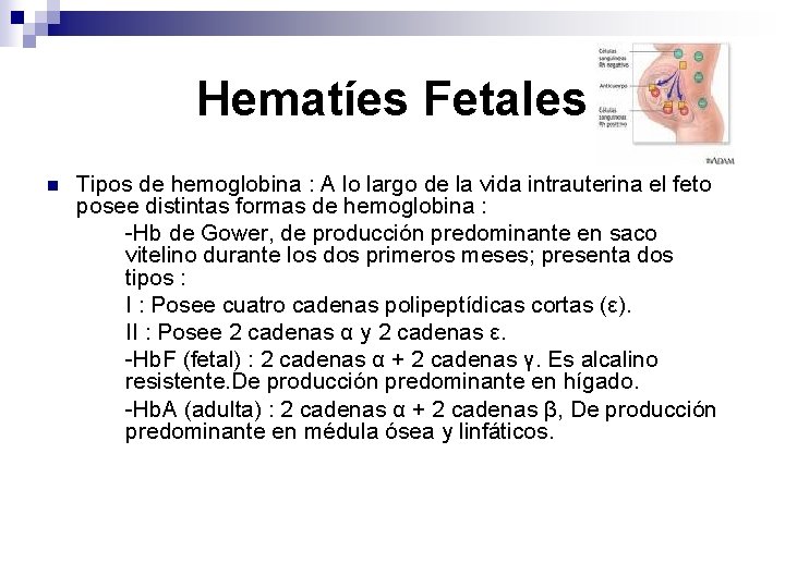 Hematíes Fetales n Tipos de hemoglobina : A lo largo de la vida intrauterina