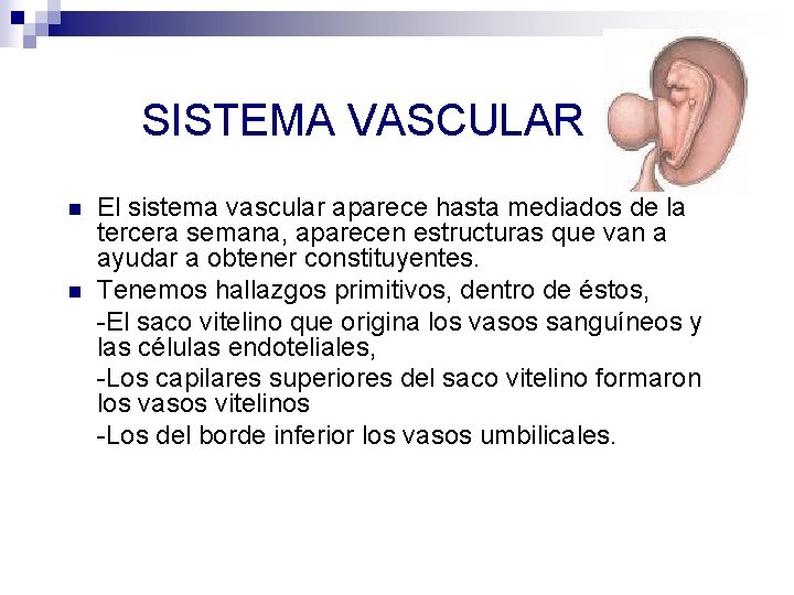  SISTEMA VASCULAR n n El sistema vascular aparece hasta mediados de la tercera