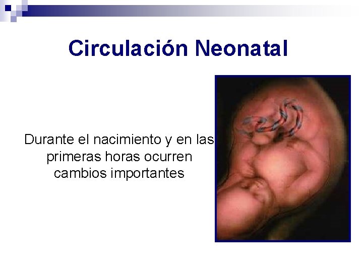 Circulación Neonatal Durante el nacimiento y en las primeras horas ocurren cambios importantes 