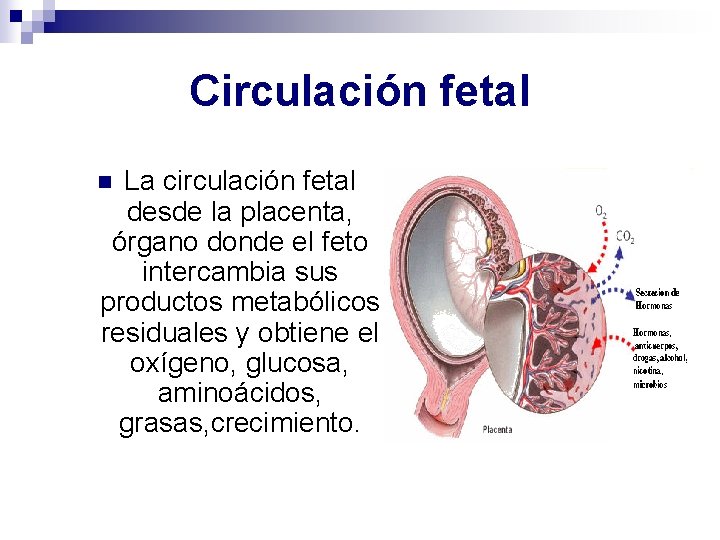 Circulación fetal La circulación fetal desde la placenta, órgano donde el feto intercambia sus