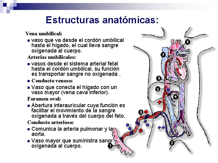 Estructuras anatómicas: Vena umbilical: n vaso que va desde el cordón umbilical hasta el