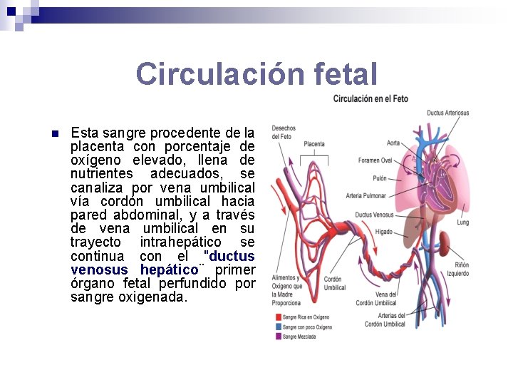Circulación fetal n Esta sangre procedente de la placenta con porcentaje de oxígeno elevado,
