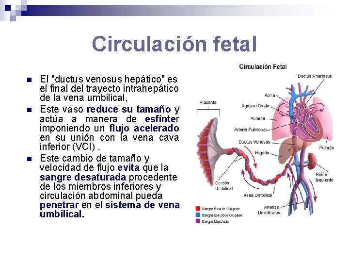 Circulación fetal n n n El "ductus venosus hepático" es el final del trayecto