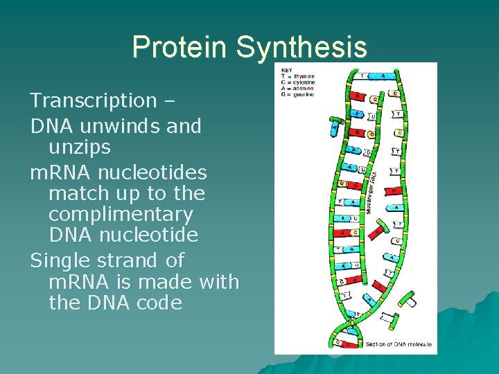 Protein Synthesis Transcription – DNA unwinds and unzips m. RNA nucleotides match up to