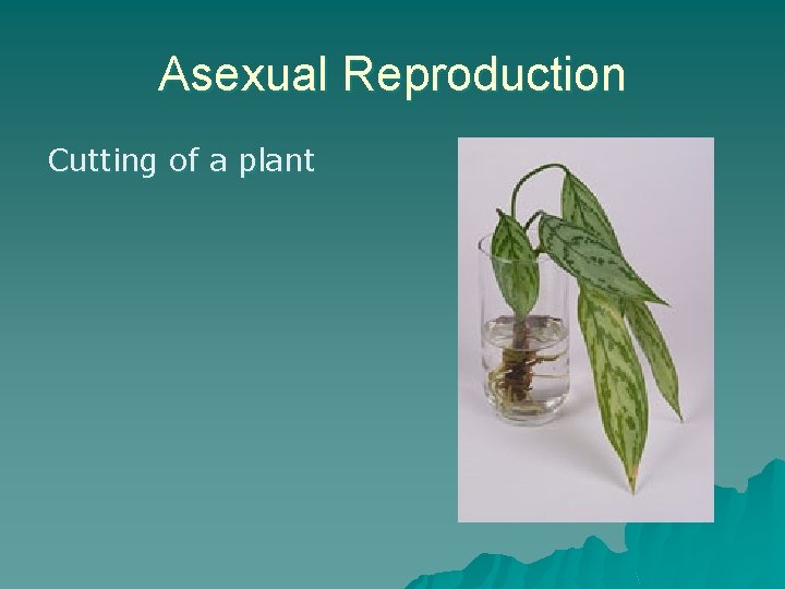 Asexual Reproduction Cutting of a plant 