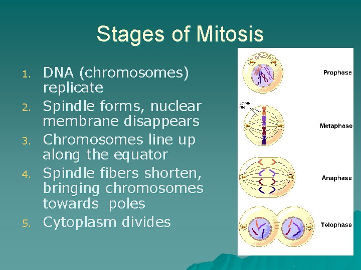 Stages of Mitosis 1. 2. 3. 4. 5. DNA (chromosomes) replicate Spindle forms, nuclear