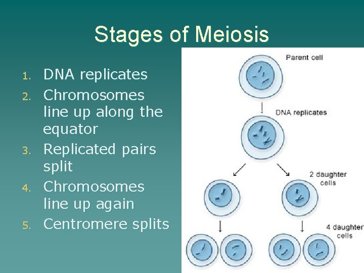 Stages of Meiosis 1. 2. 3. 4. 5. DNA replicates Chromosomes line up along