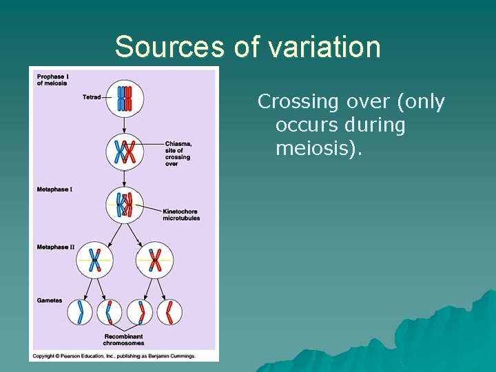 Sources of variation Crossing over (only occurs during meiosis). 