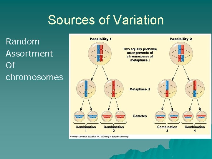 Sources of Variation Random Assortment Of chromosomes 