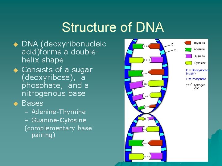 Structure of DNA u u u DNA (deoxyribonucleic acid)forms a doublehelix shape Consists of