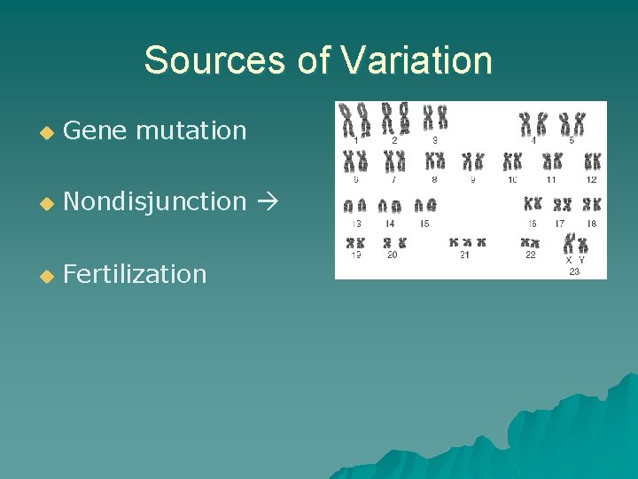 Sources of Variation u Gene mutation u Nondisjunction u Fertilization 