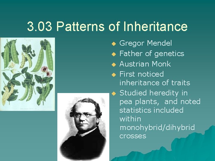 3. 03 Patterns of Inheritance u u u Gregor Mendel Father of genetics Austrian