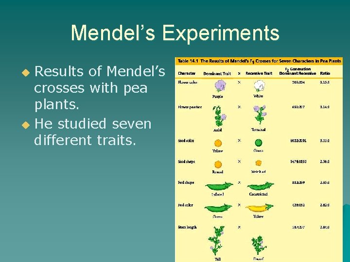 Mendel’s Experiments Results of Mendel’s crosses with pea plants. u He studied seven different