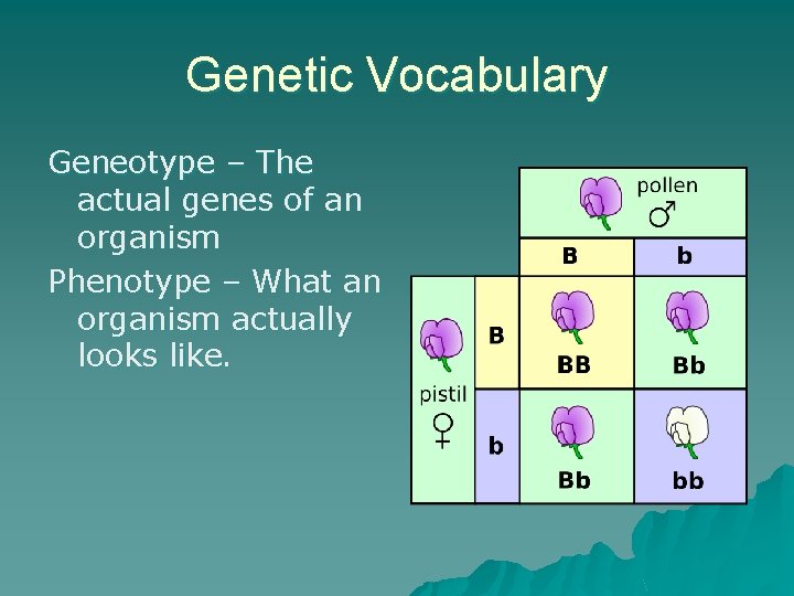 Genetic Vocabulary Geneotype – The actual genes of an organism Phenotype – What an
