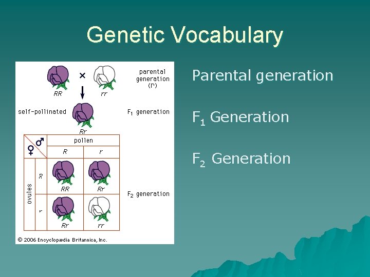 Genetic Vocabulary Parental generation F 1 Generation F 2 Generation 