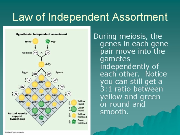 Law of Independent Assortment During meiosis, the genes in each gene pair move into