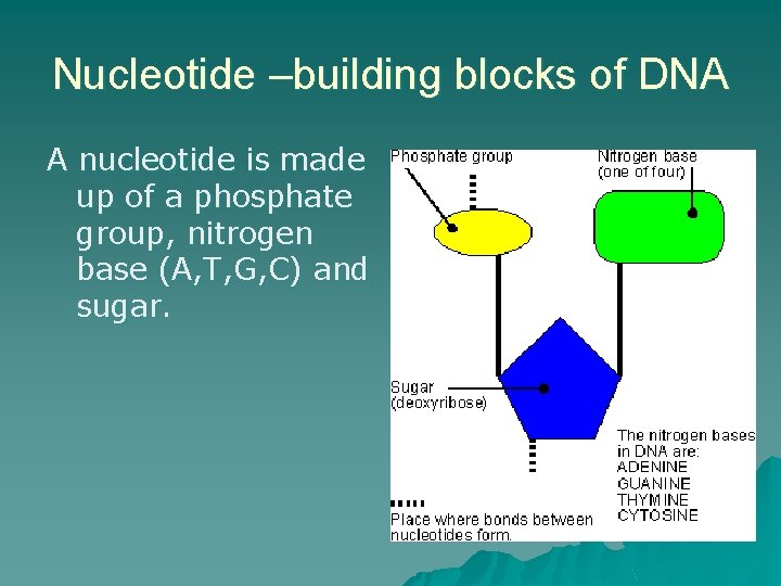 Nucleotide –building blocks of DNA A nucleotide is made up of a phosphate group,