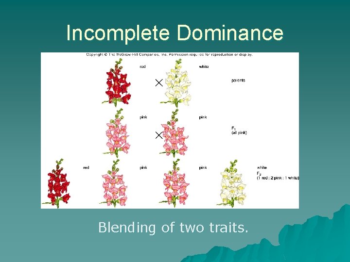 Incomplete Dominance Blending of two traits. 