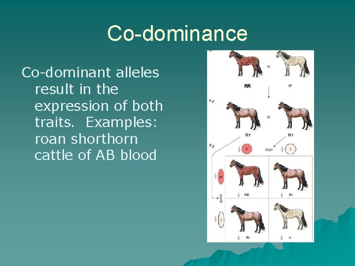 Co-dominance Co-dominant alleles result in the expression of both traits. Examples: roan shorthorn cattle