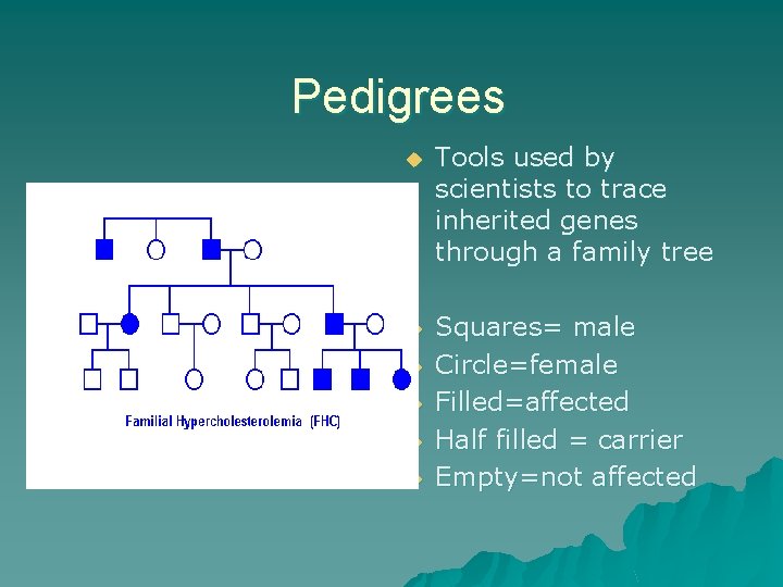 Pedigrees u Tools used by scientists to trace inherited genes through a family tree